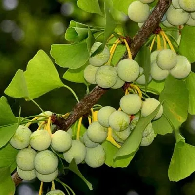 Гинкго билоба в Астрахани