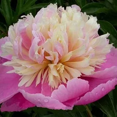 Пион ВЕСЕННЯЯ ПАЛИТРА травянистый  Пион ВЕСЕННЯЯ ПАЛИТРА травянистый в Астрахани