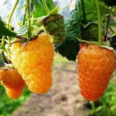 Малина ОРАНЖЕВОЕ ЧУДО в Астрахани