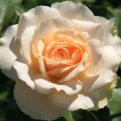 Саженцы роз САН СУСИ флорибунда  Саженцы роз САН СУСИ флорибунда в Астрахани