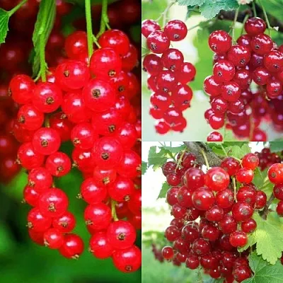 Комплект КРАСНЫЙ УРОЖАЙ в Астрахани