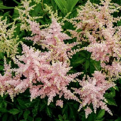 Астильба СЕСТРА ТЕРЕЗА Арендса  Астильба СЕСТРА ТЕРЕЗА Арендса в Астрахани