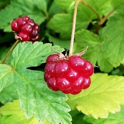 Княженика АННА  Княженика АННА в Астрахани