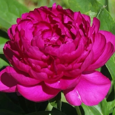 Пион БАРХАТ НОЧИ травянистый  Пион БАРХАТ НОЧИ травянистый в Астрахани