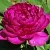 Пион БАРХАТ НОЧИ травянистый в Астрахани