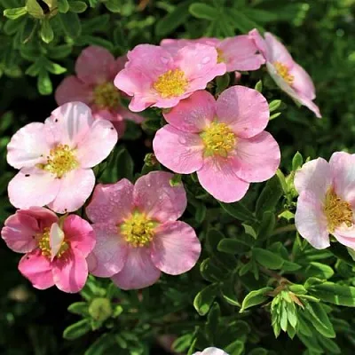 Лапчатка ЛАВЛИ ПИНК кустарниковая  Лапчатка ЛАВЛИ ПИНК кустарниковая в Астрахани