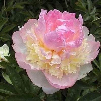 Пион РАСБЕРРИ САНДЕЙ травянистый  Пион РАСБЕРРИ САНДЕЙ травянистый в Астрахани