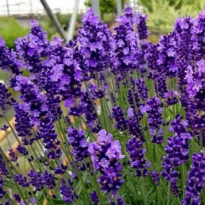 Лаванда ХИДКОТ БЛЮ узколистная  Лаванда ХИДКОТ БЛЮ узколистная в Астрахани