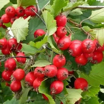 Боярышник СВАЯК  Боярышник СВАЯК в Астрахани