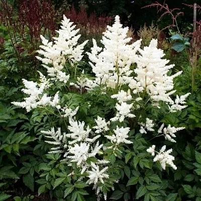 Астильба ДОЙЧЛАНД японская  Астильба ДОЙЧЛАНД японская в Астрахани