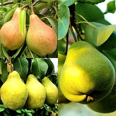 Комплект НАСТОЯЩИЙ ВОСТОРГ в Астрахани