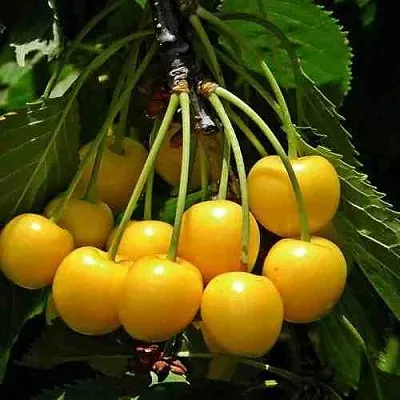 Черешня ЧЕРМАШНАЯ  Черешня ЧЕРМАШНАЯ в Астрахани