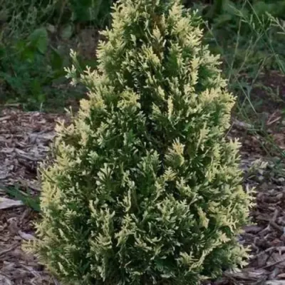 Туя БРАБАНТ ВАРИЕГАТТА западная — описание сорта Туя БРАБАНТ ВАРИЕГАТТА западная в Астрахани