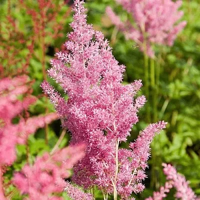 Астильба РЕЙНЛЕНД японская  Астильба РЕЙНЛЕНД японская в Астрахани