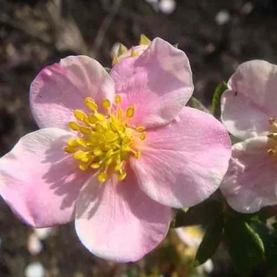 Лапчатка ПИНК КВИН кустарниковая  Лапчатка ПИНК КВИН кустарниковая в Астрахани