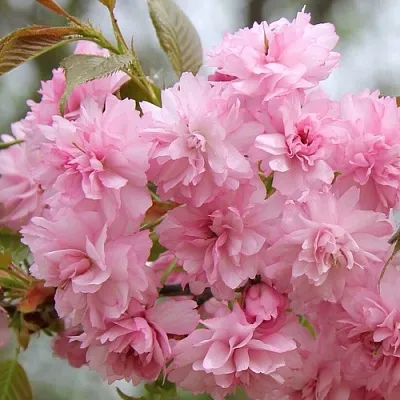 Сакура РОЗЕА ПЛЕНА  Сакура РОЗЕА ПЛЕНА в Астрахани