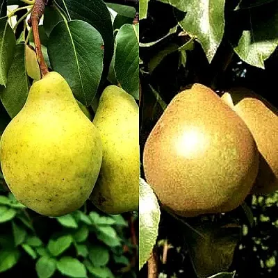 Комплект ДУЭТ в Астрахани