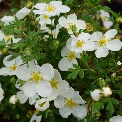 Лапчатка АББОТСВУД кустарниковая  Лапчатка АББОТСВУД кустарниковая в Астрахани