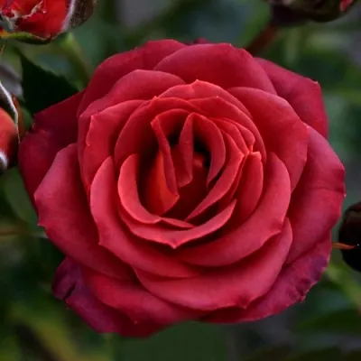 Саженцы роз ЧОКОЧИНО спрей  Саженцы роз ЧОКОЧИНО спрей в Астрахани