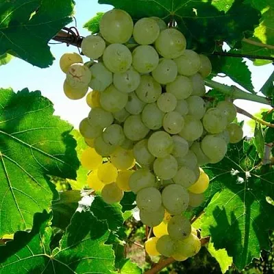 Виноград КИШМИШ МУСКАТНЫЙ  Виноград КИШМИШ МУСКАТНЫЙ в Астрахани