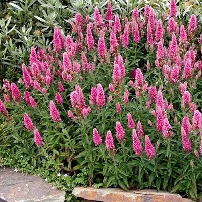 Вероника РОЗЕА колосковая  Вероника РОЗЕА колосковая в Астрахани