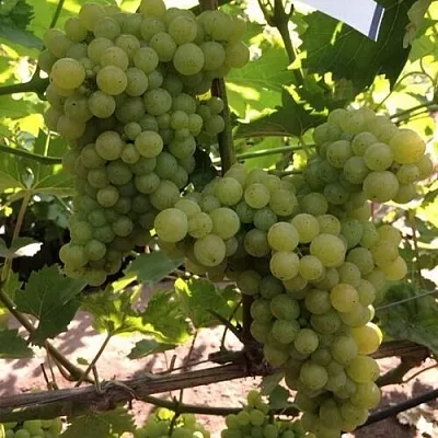 Виноград КИШМИШ 311  Виноград КИШМИШ 311 в Астрахани