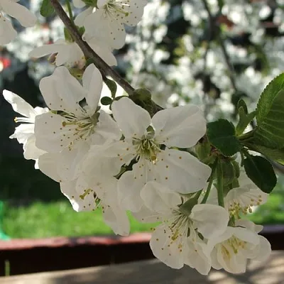 Вишня УМБРАКУЛИФЕРА  Вишня УМБРАКУЛИФЕРА в Астрахани