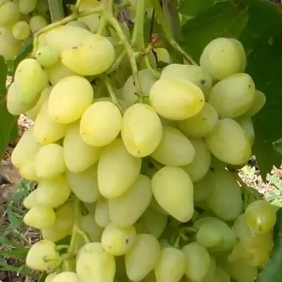 Виноград ЗАРНИЦА  Виноград ЗАРНИЦА в Астрахани