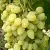 Виноград ЗАРНИЦА в Астрахани