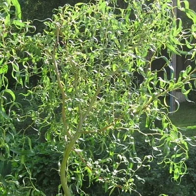 Ива МАТСУДАНА  Ива МАТСУДАНА в Астрахани