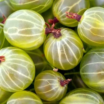 Крыжовник  в Астрахани