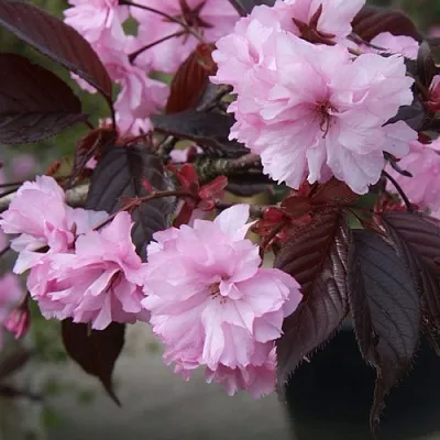 Сакура РОЯЛ БУРГУНДИ  Сакура РОЯЛ БУРГУНДИ в Астрахани