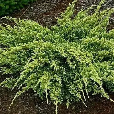 Можжевельник ДРИМ ДЖОЙ чешуйчатый  Можжевельник ДРИМ ДЖОЙ чешуйчатый в Астрахани