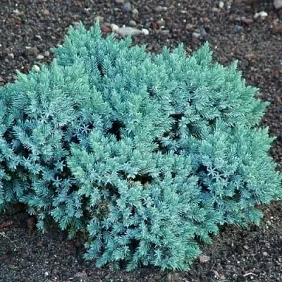 Можжевельник БЛЮ СТАР чешуйчатый  Можжевельник БЛЮ СТАР чешуйчатый в Астрахани