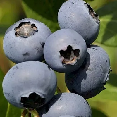 Голубика ЧАНДЛЕР в Астрахани