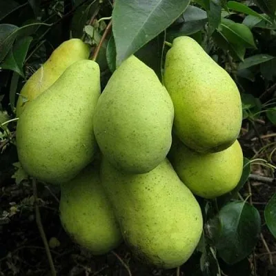 Груша ФЕВРАЛЬСКИЙ СУВЕНИР в Астрахани