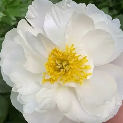 Пион ДУБЛИН травянистый  Пион ДУБЛИН травянистый в Астрахани