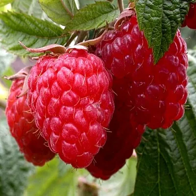 Малина КВЕЛЛИ в Астрахани