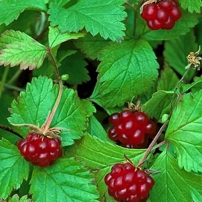 Княженика АУРА  Княженика АУРА в Астрахани