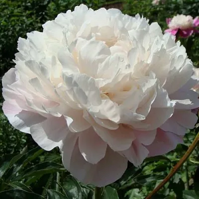 Пион ВОГ травянистый  Пион ВОГ травянистый в Астрахани