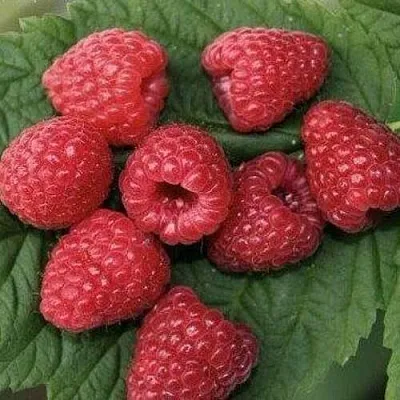 Малина ЗЮГАНА в Астрахани