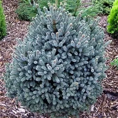 Ель НАНА сизая  Ель НАНА сизая в Астрахани