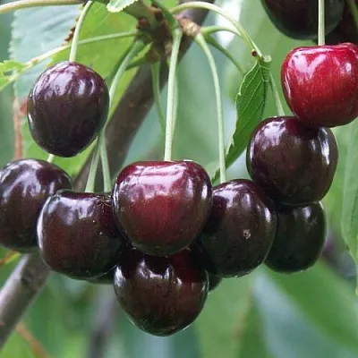 Черешня ЛЮБИМИЦА АСТАХОВА  Черешня ЛЮБИМИЦА АСТАХОВА в Астрахани