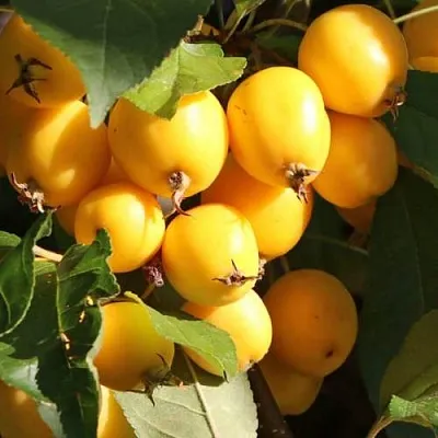 Яблоня ГОЛДЕН ХОРНЕТ декоративная  Яблоня ГОЛДЕН ХОРНЕТ декоративная в Астрахани