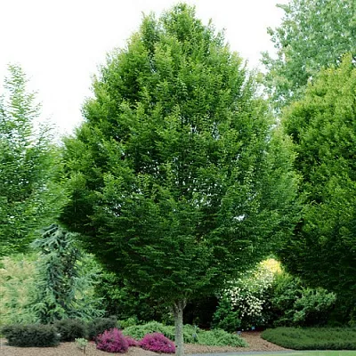 Граб в Астрахани