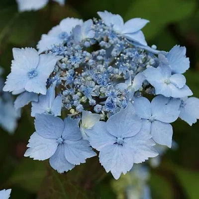 Гортензия БЛЮ ДЕКЛ пильчатая в Астрахани