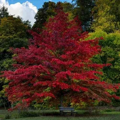 Дуб болотный  Дуб болотный в Астрахани