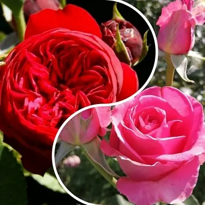 Комплект РОМАНТИЧЕСКИЙ БУКЕТ в Астрахани