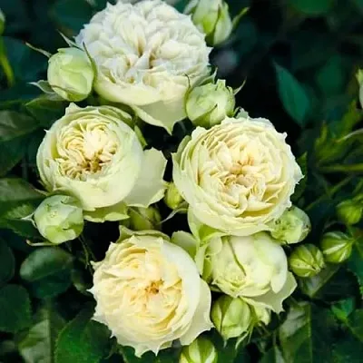 Саженцы роз БЛАНШЕТТ спрей  Саженцы роз БЛАНШЕТТ спрей в Астрахани