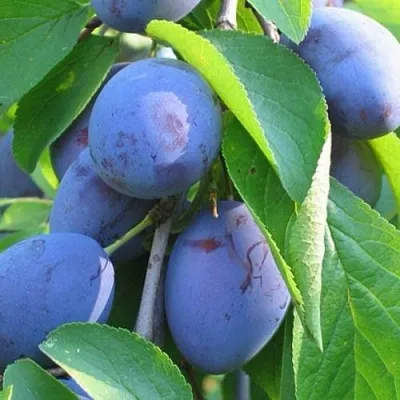 Слива ПЕРДРИГОН  Слива ПЕРДРИГОН в Астрахани